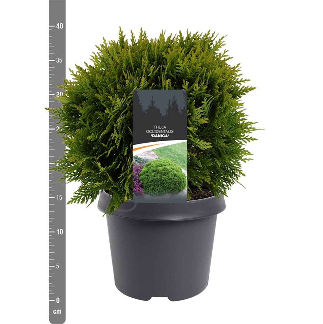 Thuja occ. 'Danica' - C3 25-30 CM